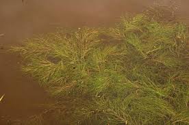 Image result for Stuckenia