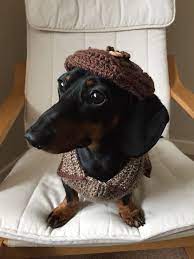 I Made This Jumper By Adapting A Knitting Pattern From A Debby Bliss Book It Is Made From Stylecraft Dk Yarn Machine Dachshund Costume Weiner Dog Pet Clothes
