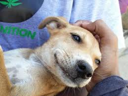 Diani beach, kenya show on map. How To Start An Animal Rescue With Step By Step Guide Lovetoknow