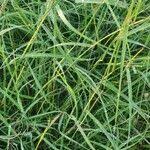 Image result for Sehima