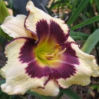 BROWNS FERRY GARDENS... The Daylilies Of Charles DOUGLAS