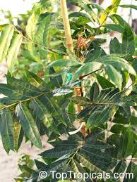 Image result for Harpephyllum afrum