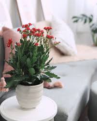Image result for Kalanchoe