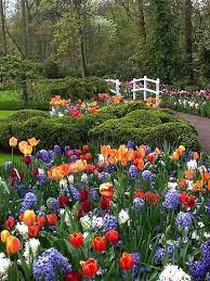 Keukenhof Flower Walk The Netherlands Keukenhof Flowers Holland Beautiful Gardens Gorgeous Gardens Spring Garden Flowers