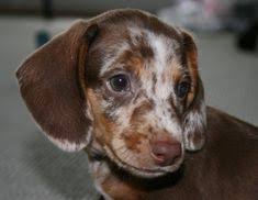 Pin By Lauren Dukes On Gone To The Dogs Dapple Dachshund Dachshund Funny Video Piebald Dachshund