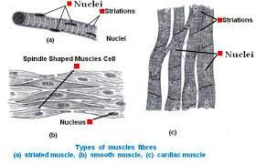 It is divided into two subgroups; Diagrammatically Show The Difference Between The Three Types Of Muscle Fibres Cbse Master Ncert Textbooks Exercises Solutions