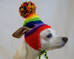 Pin On Chihuahua