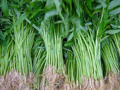 Image result for vegetable khmer