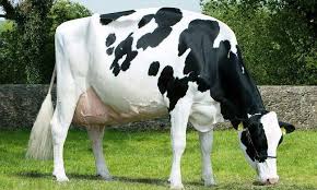 Check spelling or type a new query. Lembu Baka Holstein Penerangan Dan Ciri Kebaikan Dan Keburukan Dan Penjagaan