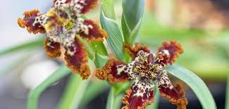 Image result for Ferraria