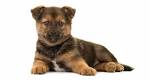 16 Pomeranian Mixes: All Different Kinds of Pomi Perfection!