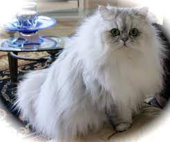 See full list on catorcat.com Such Wonderful And Beautiful Creatures Many People Want Them For Their Looks And Don T Realize The Upkeep Bu Persian Cat Doll Face Persian Kittens Cat Breeds