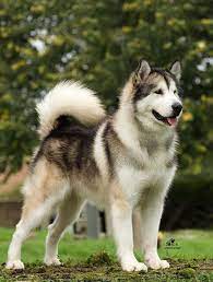 Beli anjing alaskan malamute dengan harga terjangkau murahnya. Alaskan Malamute Wallpaper All Puppies Pictures And Wallpapers Utonagan Dog Dog Breeds Dogs
