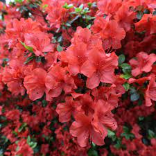 National Plant Network 2 5 Qt Azalea Amagasa Flowering Shrub With Red Blooms Hd7011 Blooming Plants Flowering Shrubs Plants
