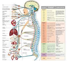 The nerves in your body serve one or both of the the diagrams below should give you a general sense of the path and sensory innervation for these this diagram is a helpful general reference, but each body is unique, and spending time learning about. Its All Connected Human Body Organs Human Anatomy And Physiology Anatomy
