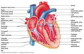 Gambar Anatomi Jantung Dari Kumpulan Gambar Jantung Pada Manusia Heart Anatomy Heart Diagram Anatomy