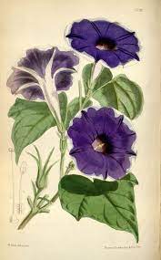 N12 W1150 Botanical Drawings Botanical Painting Botanical Illustration