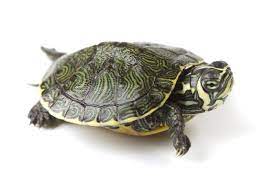 How Long Can Turtles Go Without Water Clever Pet Owners