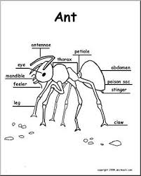 Animal Diagrams Ant Labeled Parts Large Image Ant Diagram Ants Animal Habitats