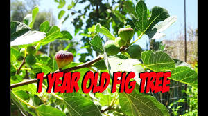 Leyland cypress trees grow as much as 4 feet per year when they are young. Growing Fig Trees Fast To Produce Figs On Young Trees Manure And Woodchips Youtube