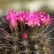 Image result for Eriosema verdickii