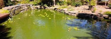 Whether you have green water algae or string algae in your pond, you need to eliminate these for the sake of keeping your fish and plants healthy. How To Eliminate Green Pond Water Hydrosphere Water Gardens