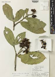 Image result for Rinorea ilicifolia