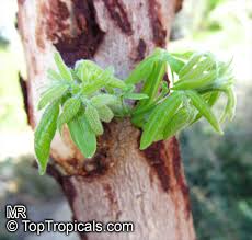 Image result for Commiphora mossambicensis