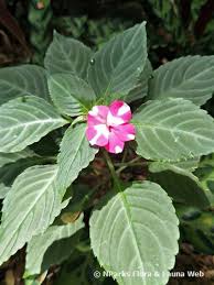 Image result for Impatiens wallerana