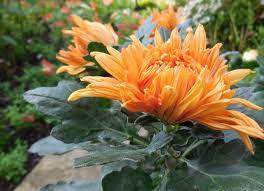 Football Mums Chrysanthemum X Morifolium Cheerleader Chrysanthemum Football Mums Backyard Oasis