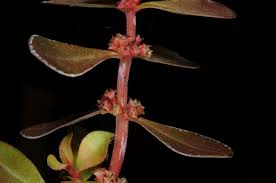 Image result for Ammannia aegyptiaca