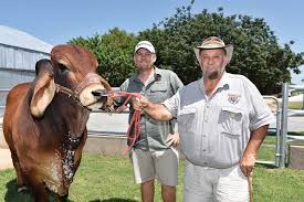 Browse 355 brahman cattle stock photos and images available, or start a new search to explore. Brahman Cattle Fit Breeding And Meat Market Grainews