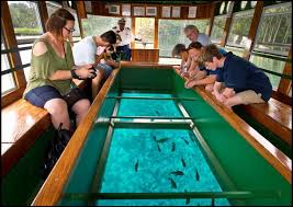 Maybe you would like to learn more about one of these? Silver Springs State Park Ocala Marion County Florida
