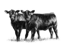 Black And White Cow Breed Name Left Click On Pictures To Enlarge And Or Right Click To Safe Toyour Pc Cow Drawing Cattle Cow Art