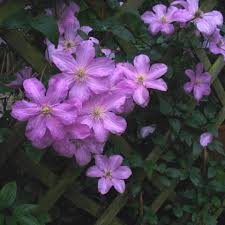 Die waldrebe 'comtesse de bouchaud' wird ihren garten definitiv farblich bereichern. Clematis Comtesse De Bouchaud Friedrich M Westphal Clematiskulturen