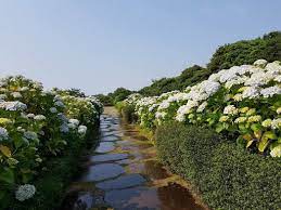 Camellia Hills At Jeju Island South Korea Jeju Island Jeju Island South Korea Island