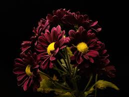 Immagini Rosso Scuro Fiori Chrysanthemum Da Vicino Sfondo 4000x3000 Dark blonde) immagini, download di sfondi 241 foto. rosso scuro fiori chrysanthemum