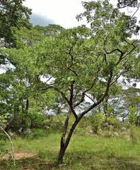 Image result for Julbernardia globiflora