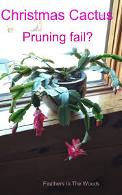 A christmas cactus is the perfect seasonal. I Pruned The Christmas Cactus Christmas Cactus Thanksgiving Cactus Cactus