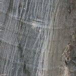 Image result for Ficus bubu