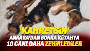 Kutahya Haberleri Son Dakika Kutahya Haberleri
