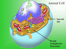 All eukaryotic cells contain an endoplasmic reticulum. Parts Of A Cell Ppt Download