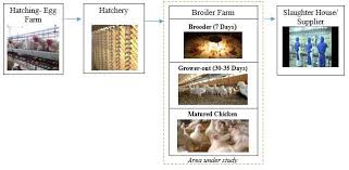 Unbelievable price on feed for poultry farming in kuala lumpur (malaysia) company malayan flour mills, berhad. Process Flow Diagram Of Modern Chicken Farming Supply Chain In Malaysia Download Scientific Diagram