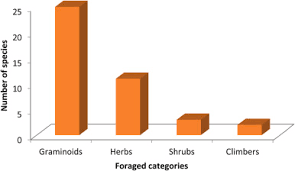Image result for Hyparrhenia anthistirioides