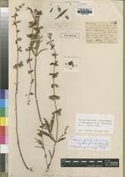 Image result for Ocimum fimbriatum