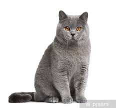 Ingiliz Kisa Tuylu Kedi Onden Gorunusu Kulucka Suresi Duvar Resmi Pixers Haydi Dunyanizi Degistirelim Kedi Ingiliz Kis