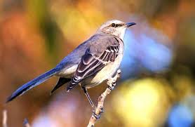 Ants, beetles, grasshoppers, seeds and berries. Mockingbird Description Habitat Image Diet And Interesting Facts