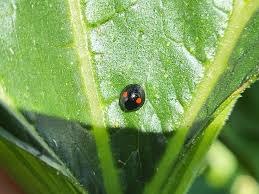 Image result for Aneilema dregeanum