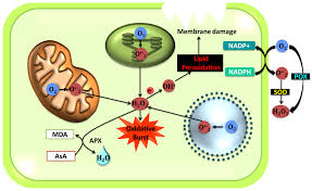 The kidneys use the enzyme carbonic anhydrase to catalyze reactions involving biologydictionary.net editors. Ijms Free Full Text Ros Homeostasis In Abiotic Stress Tolerance In Plants Html
