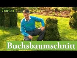 Hier können sie fragen stellen und beantworten. Gartentipp Buchsbaum Schnitt Youtube